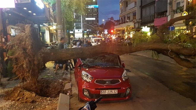 Cây cổ thụ bật gốc đè nát xe ôtô ở Sài Gòn