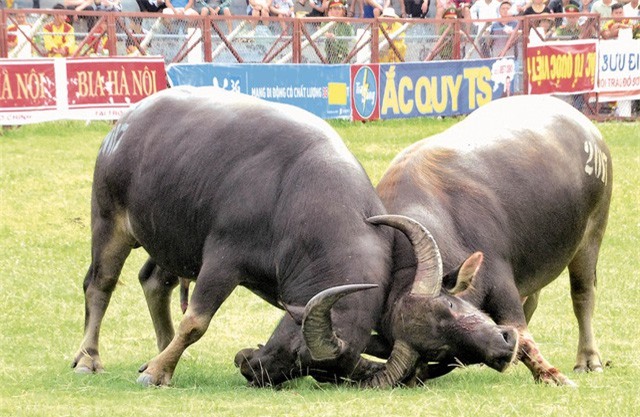 Lấy mẫu tất cả trâu chọi Đồ Sơn xét nghiệm chất kích thích