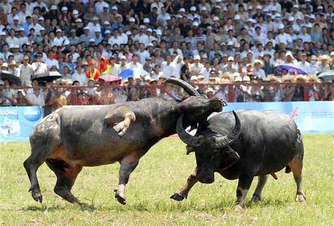 Trâu chọi Đồ Sơn húc chết người: Duy trì hay dừng lễ hội?