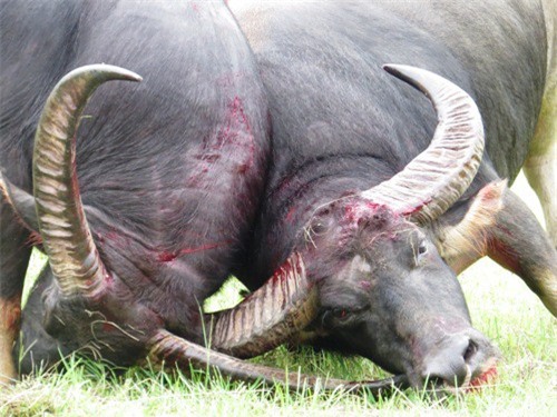 Hủy bỏ vòng đấu loại Lễ hội chọi trâu Đồ Sơn