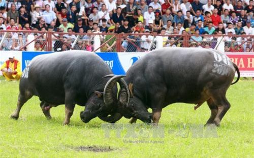 Trâu chọi Đồ Sơn húc chết người: Đưa lễ hội về đúng bản chất