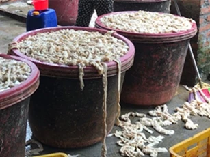 Bắt giữ gần 1 tấn lòng lợn hôi thối được tẩy trắng bằng hóa chất