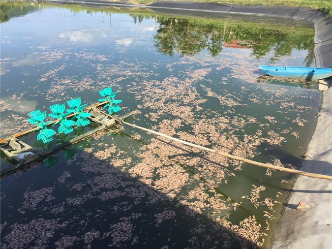 Gia chủ khóc nghẹn nhìn 30 vạn con tôm chết trắng trước ngày thu hoạch