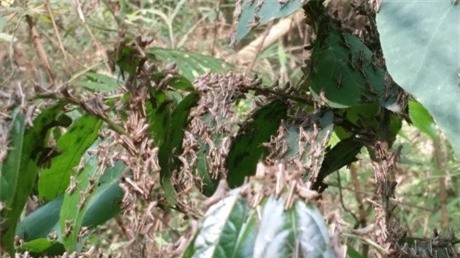 Châu chấu tre "oanh tạc" địa bàn huyện Nậm Pồ, Điện Biên