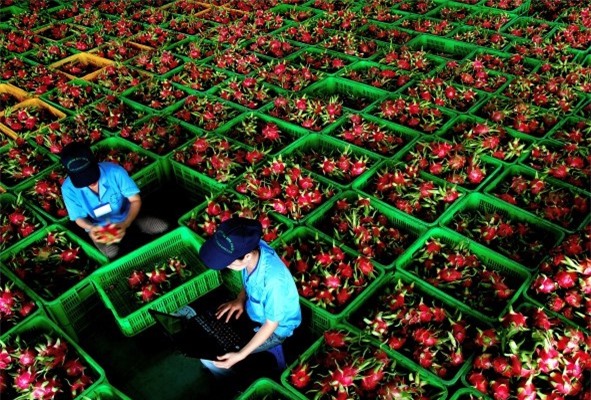 Năm 2016, Trung Quốc chi 8.600 tỷ nhập khẩu thanh long Việt Nam