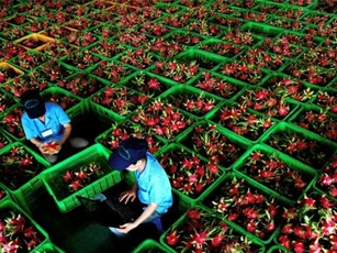 Năm 2016, Trung Quốc chi 8.600 tỷ nhập khẩu thanh long Việt Nam
