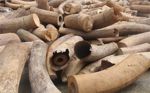 Thanh Hóa: Gần 3 tấn ngà voi giấu trong xe hoa quả