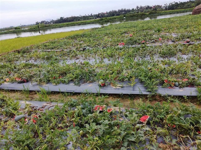 Hải Dương: Kẻ xấu phá nát, giẫm đạp ruộng dưa của nông dân