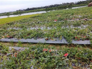 Hải Dương: Kẻ xấu phá nát, giẫm đạp ruộng dưa của nông dân