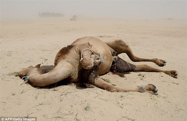 Khủng hoảng vùng Vịnh: Lạc đà cũng lâm cảnh khốn khó