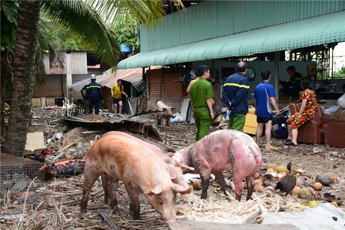 Trang trại chăn nuôi bốc cháy dữ dội, hàng chục con heo bị chết
