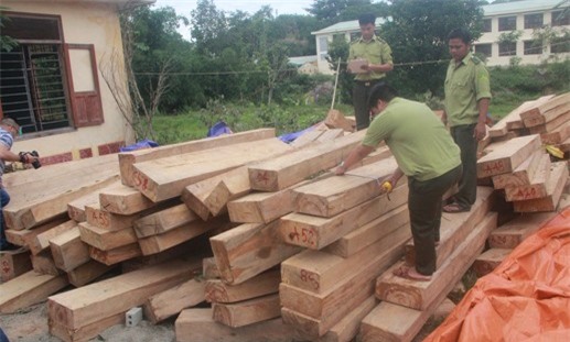 Vụ phá rừng pơ mu: Bắt đại úy Lê Xuân Chính - đồn phó Biên phòng 