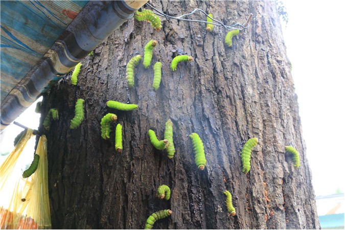 Bị hàng nghìn con sâu "tấn công", cuộc sống người dân đảo lộn