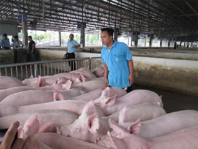 Giá thịt lợn hơi bất ngờ tăng trở lại, lên 40.000 đồng/kg