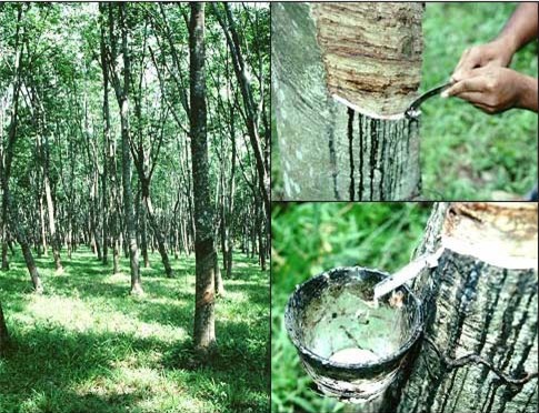 Cao su Việt Nam đặt mục tiêu doanh thu trên 40.000 tỷ đồng/năm