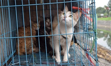 Giết hại 21 con mèo, người đàn ông lĩnh án 16 năm tù