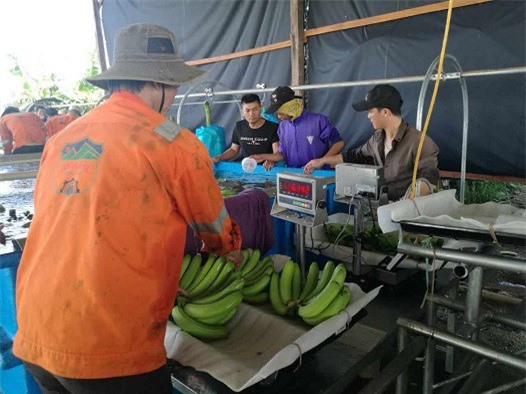 Công ty Bầu Đức bắt đầu thu hoạch chuối