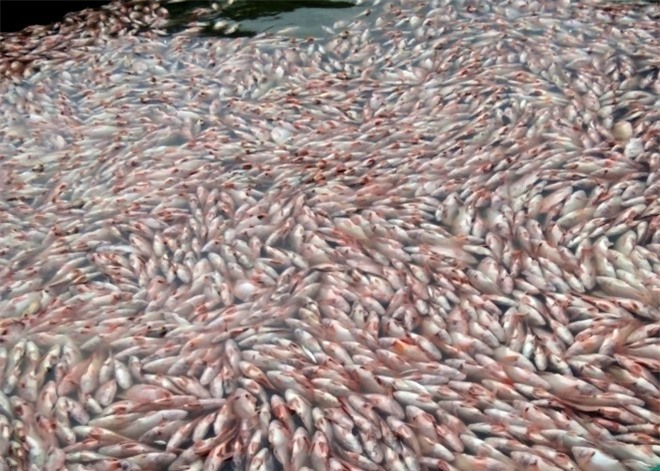 Cá chết hàng loạt ở Kon Tum: Bộ Công Thương lên tiếng