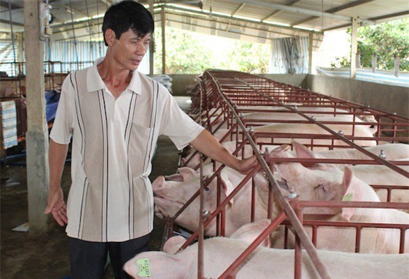 Vì sao lợn bất ngờ "sốt" giá?