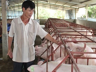 Vì sao lợn bất ngờ "sốt" giá?