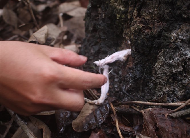 Đồng Nai: Hơn 240 cây gỗ dầu và gỗ sao bị đầu độc