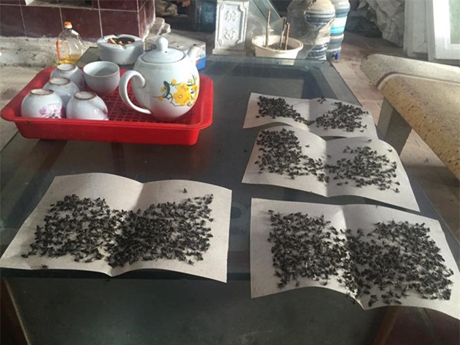 Người dân Nam Sơn khốn khổ vì "giặc ruồi" bủa vây