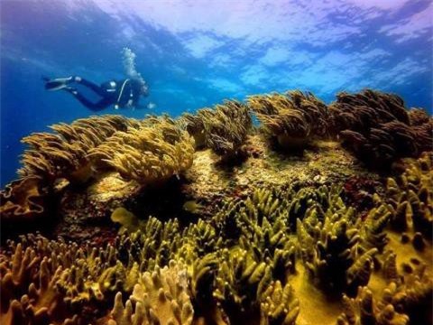 3 nhà khoa học bị mạo danh, dự án xả thải liệu có tiếp tục?