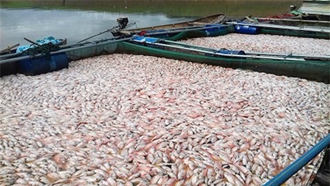 Đã xác định được nguyên nhân hơn 60 tấn cá chết trên hồ thủy điện