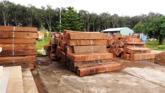 Thu giữ 2 container gỗ giáng hương vận chuyển từ Lào vào Việt Nam