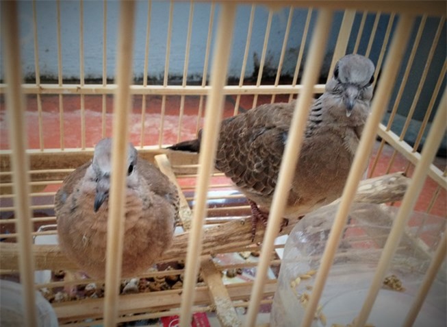 "Xin đểu" 2 lồng chim cu gáy, 2 thanh niên bị bắt tội cưỡng đoạt tài sản