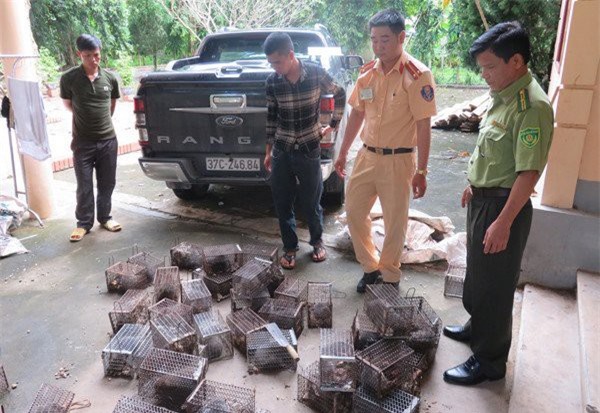 Bắt giữ 71 cá thể dúi không rõ nguồn gốc sắp lên bàn nhậu