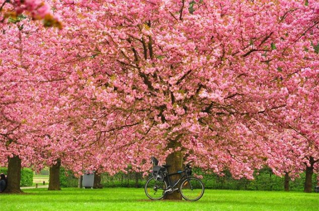 Chơi golf và thưởng hoa anh đào