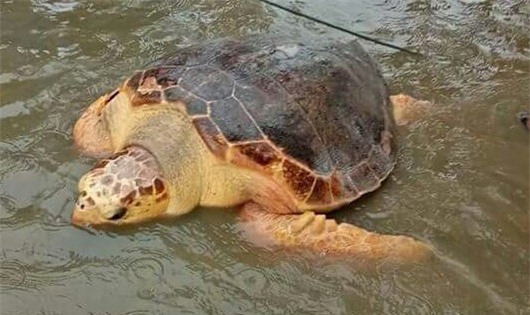 Cá thể rùa quý hiếm có nguy cơ tuyệt chủng được thả về với biển