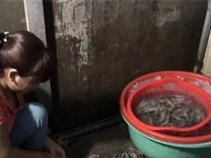 Tôm bơm tạp chất "ẩn nấp" tại chợ đầu mối Hà Nội