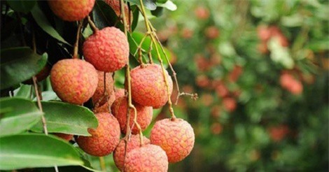 Giá vải thiều Bắc Giang cao nhất trong 60 năm qua