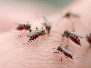 Hà Nam chính thức công bố dịch sốt xuất huyết Dengue trên địa bàn