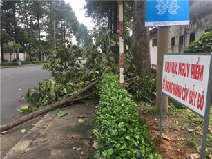 Bị nhánh cây rơi trúng người, nữ công nhân nguy kịch