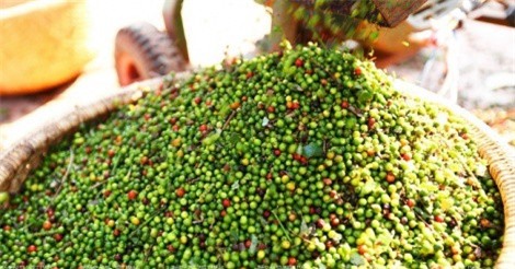 Doanh nghiệp Trung Quốc đang "thao túng" thị trường hồ tiêu Việt Nam