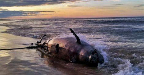 Phát hiện xác cá heo nặng 350 kg dạt vào bờ biển