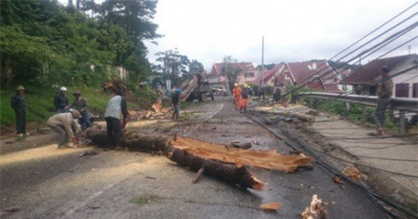 Bị cây đổ trúng người, 2 mẹ con chết thương tâm