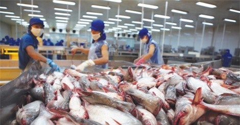  Xuất khẩu cá tra Việt Nam đạt 836,4 triệu USD trong hai quý đầu năm 2017