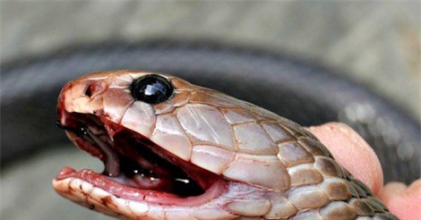 Làm thịt rắn hổ mang, người đàn ông bị rắn cắn tử vong