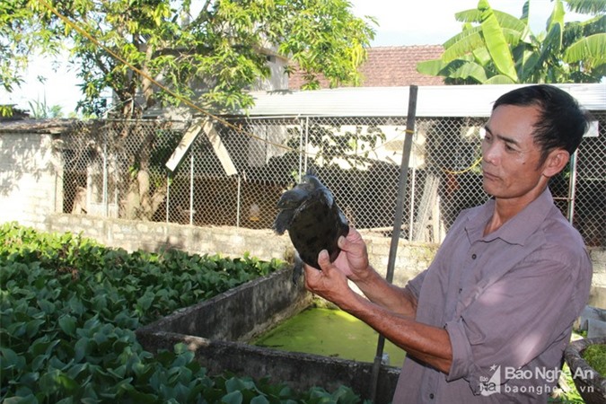 Phát triển kinh tế, người dân kiếm tiền tỷ nhờ nuôi ba ba