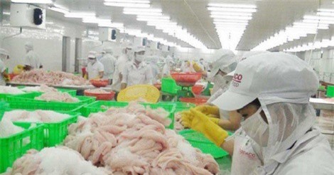 Xuất khẩu cá tra của Việt Nam đi Mỹ gặp khó 