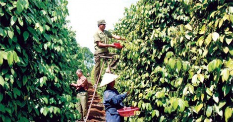 Thương lái Trung Quốc "thao túng" thị trường hồ tiêu: Bộ Công Thương nói gì?