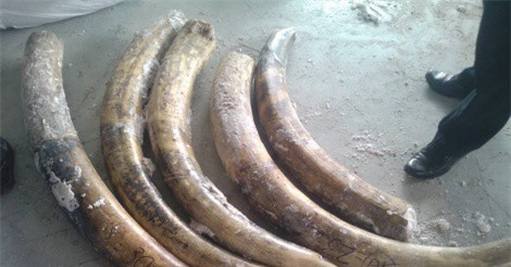 Cán bộ hải quan đánh tráo 150 kg ngà voi tại kho hàng tạm giữ