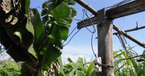 IGiăng điện ra giàn mướp chống trộm, 1 người phụ nữ tử vong