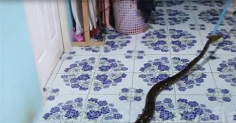 Sốc: Trăn khổng lồ dưới gầm giường đứa trẻ 