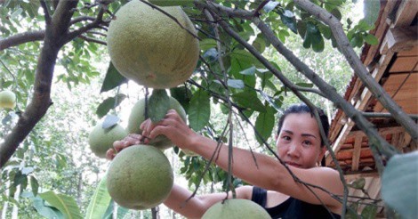 Hà Tĩnh chi hơn 60 tỷ để nhân giống, bảo tồn bưởi Phúc Trạch