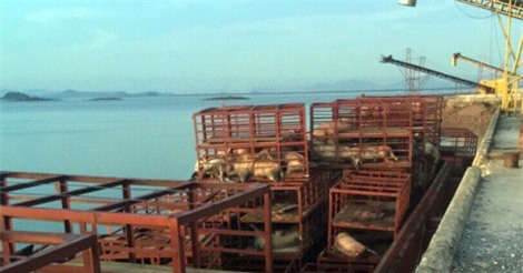 7 tấn lợn chết bốc mùi hôi thối cập cảng Mũi Chùa